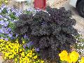 Kale Cultivars / Brassica oleracea 